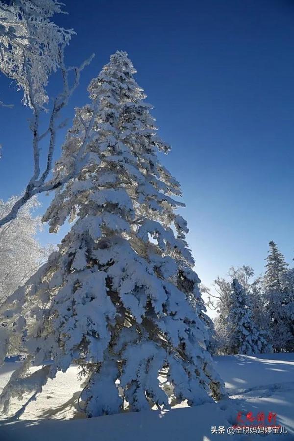 分享——雪松美景