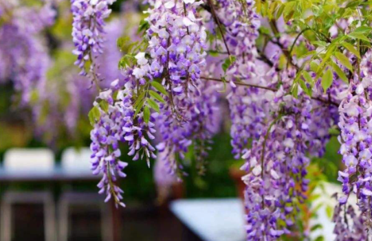 五種&OpenCurlyDoubleQuote;漂亮花&rdquo;，春天升溫趕緊剪，冒芽新枝壯，開花多又大