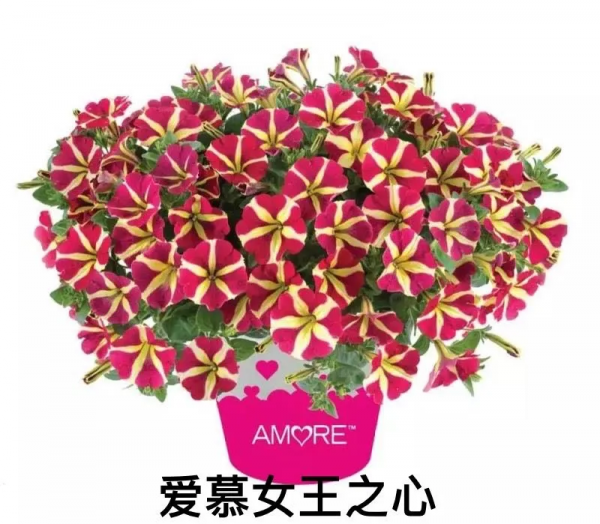 網紅矮牽牛品種介紹：愛慕系列、天空家族系列、花衣系列等