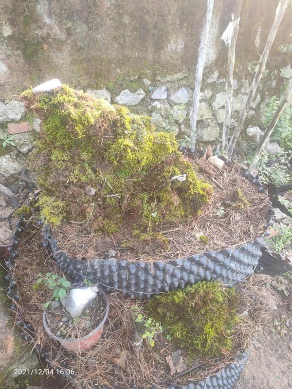 金彈子的摘種方法