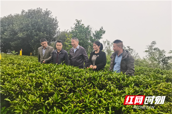 讓“科技之花”為湖南紅茶提質增效 湖南省農業科學院茶葉研究所科技賦能湘茶產業 讓“科技之花”為湖南紅茶提質增效 湖南省農業科學院茶葉研究所科技賦能湘茶產業