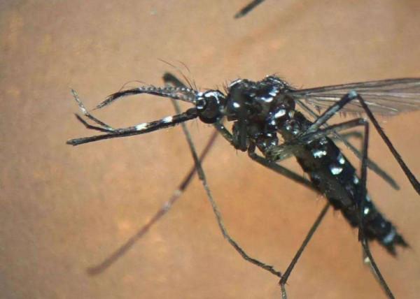 亞馬遜雨林有多可怕？置身其中每秒都存在死亡的風險