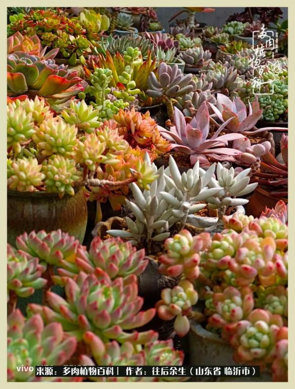 北方有多肉,絕世而獨立!一顧傾人城,再顧傾人國 北方有多肉,絕世而獨立!一顧傾人城,再顧傾人國