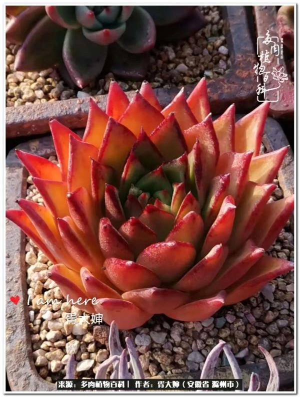 因多肉遇見滿滿的愛和美好，有多肉相伴，歲月生香