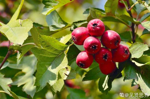 山楂都能在家養了？5個養護步驟，冰糖葫蘆能管夠