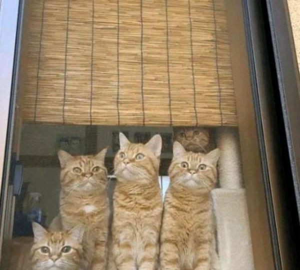 家裡養了2只橘貓！又生下3只小橘貓，鏟屎官的錢包瑟瑟發抖