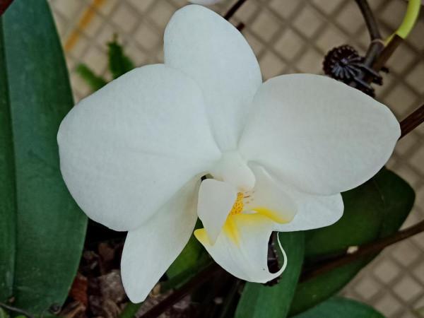 #陽臺小花園#又添新品種