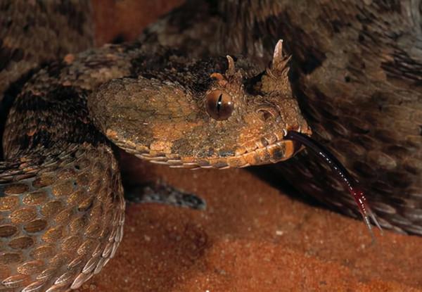 豬鼻蛇：毒蛇中的小可愛，白長了兩顆毒牙，遇到危險殺手鐧是裝死