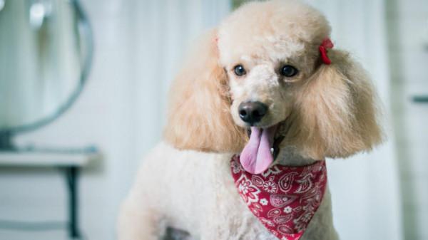 這16種狗,就算過敏人士也能養 這16種狗,就算過敏人士也能養