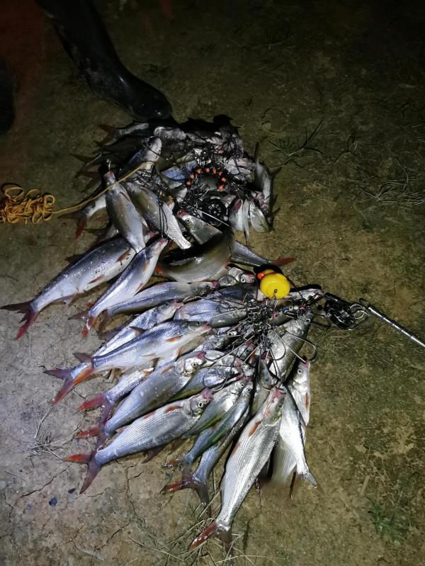 水庫爆釣紅尾的一點個人經驗 水庫爆釣紅尾的一點個人經驗