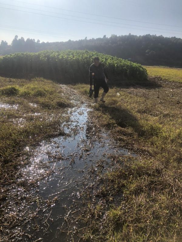 探索沼澤塘有驚無險,黃金小奶鯽齊上岸 探索沼澤塘有驚無險,黃金小奶鯽齊上岸