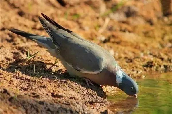 《動物世界千奇百怪》之一 《動物世界千奇百怪》之一