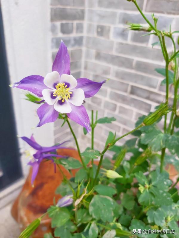 30種適合懶人養的花卉植物，漂亮易打理、適應性強，超級美