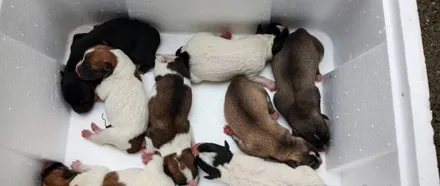 網友收留流浪狗一晚,第二天起來客廳擺滿八隻小奶狗,讓她笑哭 網友收留流浪狗一晚,第二天起來客廳擺滿八隻小奶狗,讓她笑哭