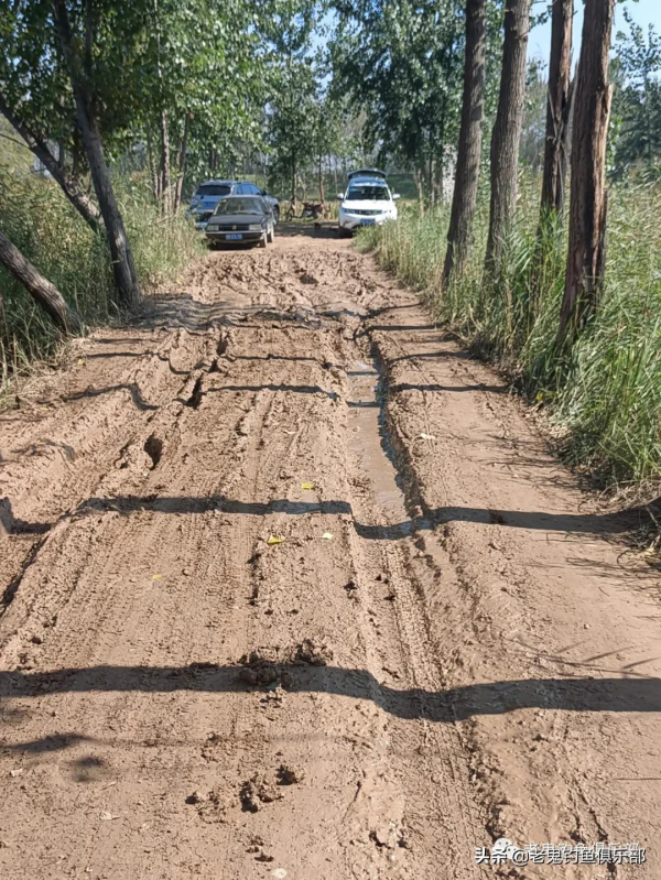 三角炮配螺鯉,釣黃河大鯉魚 三角炮配螺鯉,釣黃河大鯉魚