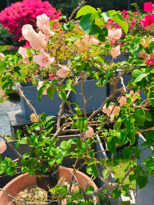 觀賞精品杜鵑 觀賞精品杜鵑