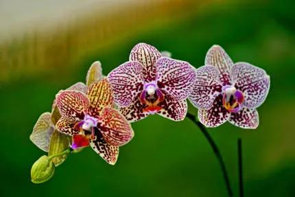 分享——高雅多姿的蝴蝶蘭