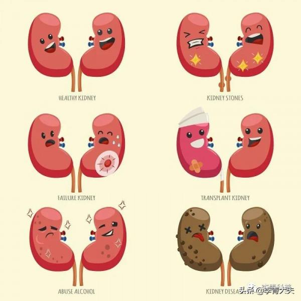 一文讀懂：怎樣恢復腎功能？