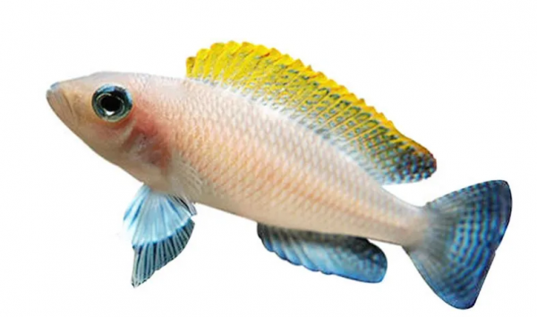 魚缸中TDS與硬度區分