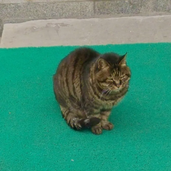 小貓,你好 小貓,你好