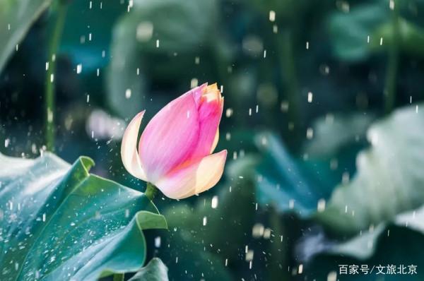 【今日夏至】歲月悠長伴夏鳴,浮華褪盡荷飄香 【今日夏至】歲月悠長伴夏鳴,浮華褪盡荷飄香