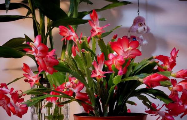 11種花得窮養,用小盆,少澆水,反而更精神 11種花得窮養,用小盆,少澆水,反而更精神