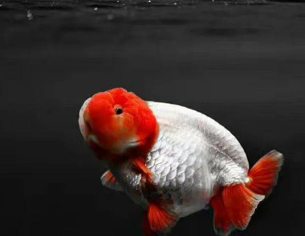 用燒開的水給金魚換水適合嗎？偶爾可以，經常用肯定有弊端