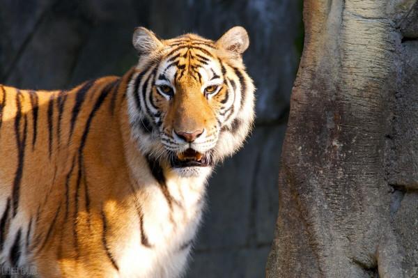 武松打虎情景再現:1996年琿春市農民金元國徒手打跑東北虎 武松打虎情景再現:1996年琿春市農民金元國徒手打跑東北虎