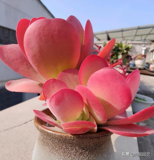 天氣越來越冷，多肉狀態越來越好，仙氣飄飄的多肉，你饞了嗎