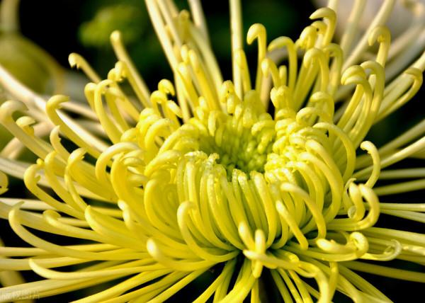 花草三不送,送了變仇人,不可否認,老祖宗說的話,真的有道理 花草三不送,送了變仇人,不可否認,老祖宗說的話,真的有道理