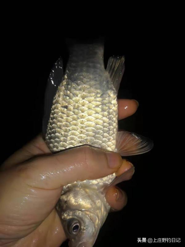 釣魚日記——2021年9月16日 釣魚日記——2021年9月16日