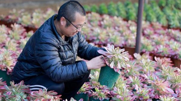 山東男子花費5萬買一盆多肉綠植，越養越值錢，到底長啥樣