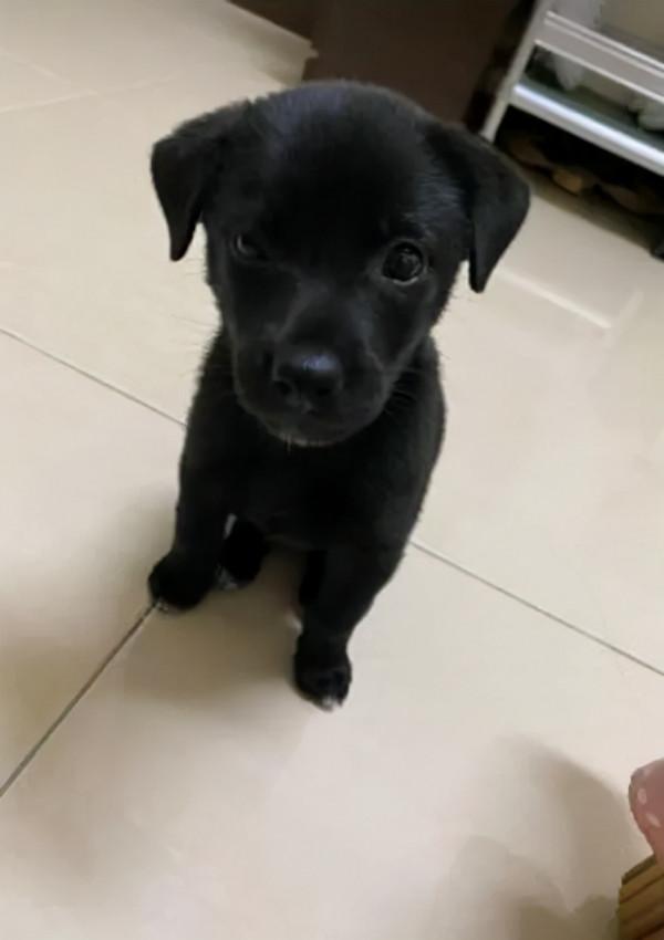 狗子不知道自己已經32斤,還要堅持坐腿上撒嬌,主人好無奈 狗子不知道自己已經32斤,還要堅持坐腿上撒嬌,主人好無奈