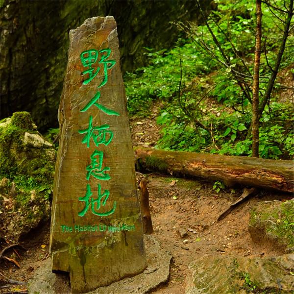 神農架真有野人嗎？身高2米體重300斤，坐著睡覺，專家推測是黑熊