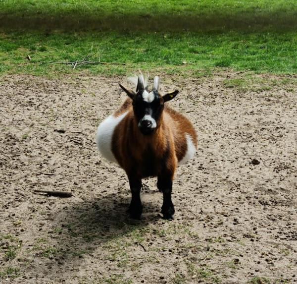 16張動物懷孕的照片,表明懷孕會增加所有動物的魅力 16張動物懷孕的照片,表明懷孕會增加所有動物的魅力