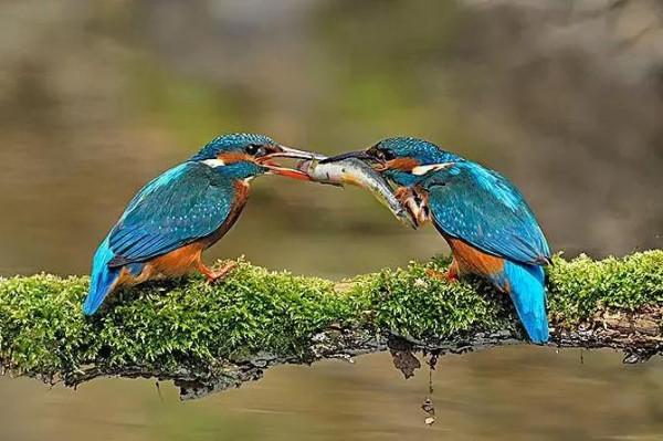 超級可愛的&mdash;&mdash;萃鳥