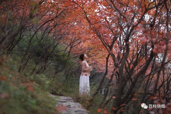 賞紅葉，不能早，也不能晚，時間一定要恰到好處