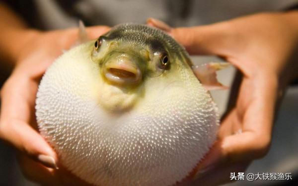 釣魚人公認最好吃的十種淡水魚，黃河鯉魚上榜，四大家魚遭人嫌棄