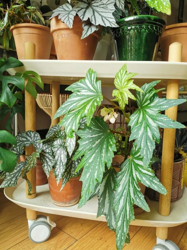 沒有花園怎麼種花？從東北到廣東，4位大神在室內種出植物園