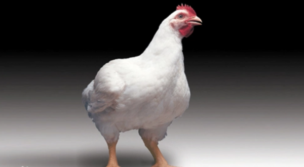 中國人比白人矮，連日本都不如？已經2022年了，別再被謠言洗腦