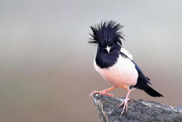 印度蝗災或向中亞擴散，新疆地區或迎來危機？“滅蝗大戰”白熱化