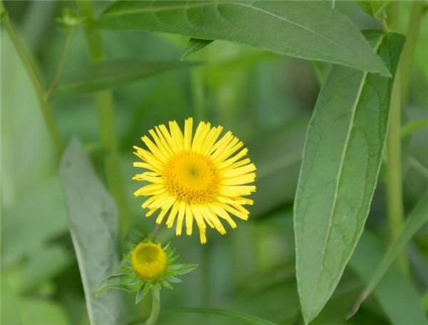 流傳至今的活血古方,一般人不知道 流傳至今的活血古方,一般人不知道