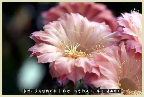 我若盛開，蝴蝶愛來不來