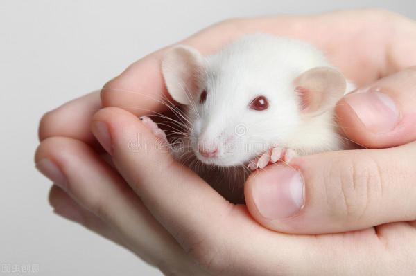 豬肉的最佳伴侶,餃子和餛飩的常見內容物,孕婦不要吃的薺菜 豬肉的最佳伴侶,餃子和餛飩的常見內容物,孕婦不要吃的薺菜