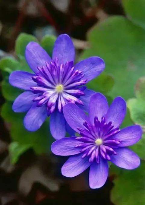 雪割草，漂亮而名貴的花