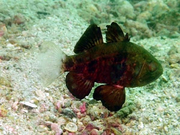 海生物218：黑天竺鯛