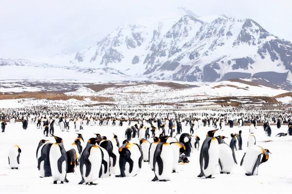 摺紙故事 冰舟企鵝