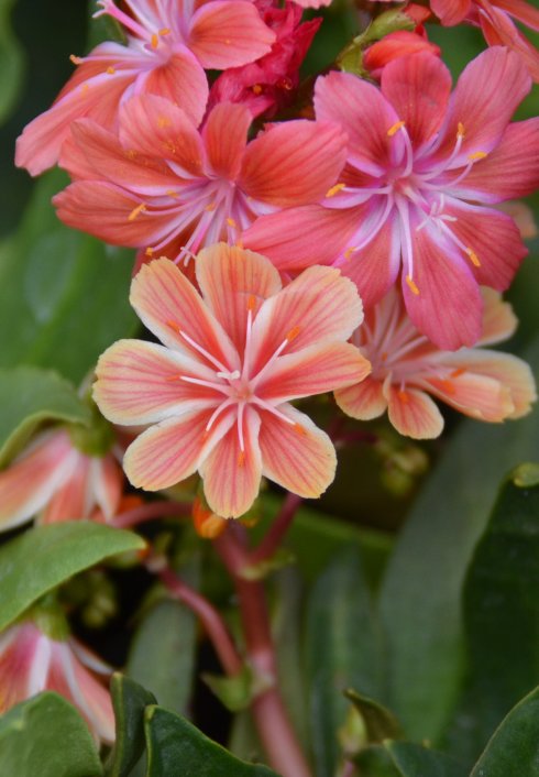 喜歡冬季“開花肉”,就養這4種,個個都很美,還可做年宵花 喜歡冬季“開花肉”,就養這4種,個個都很美,還可做年宵花