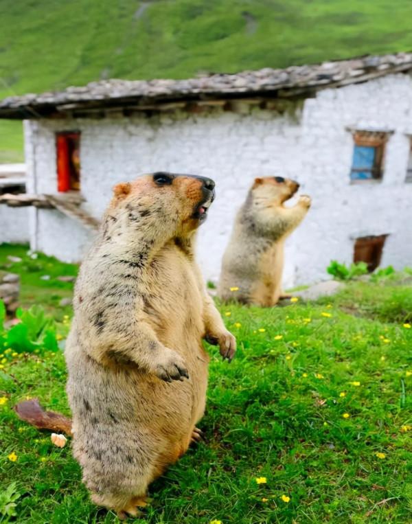 風雨莫斯卡 風雨莫斯卡