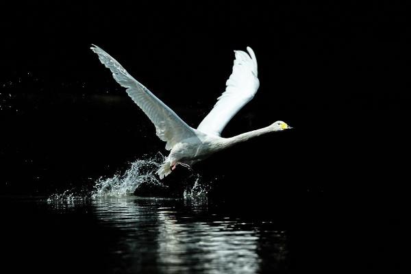 白白胖胖可愛呆萌的大天鵝